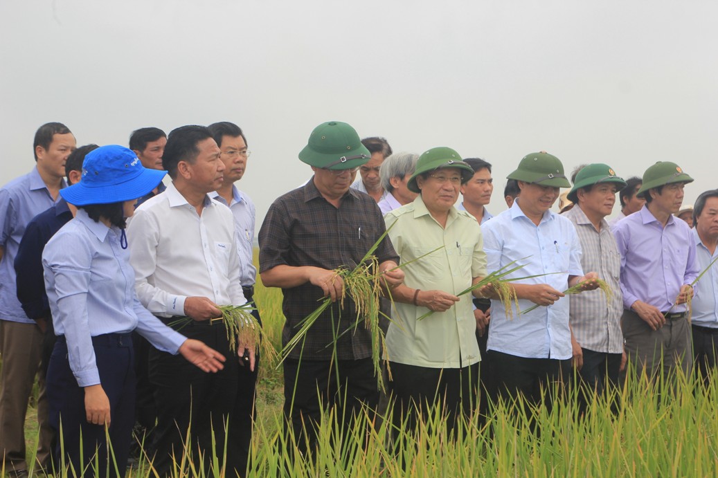 Lãnh đạo tỉnh Quảng Trị và các ngành chức năng thăm mô hình sản xuất gạo hữu cơ tại huyện hải Lăng.