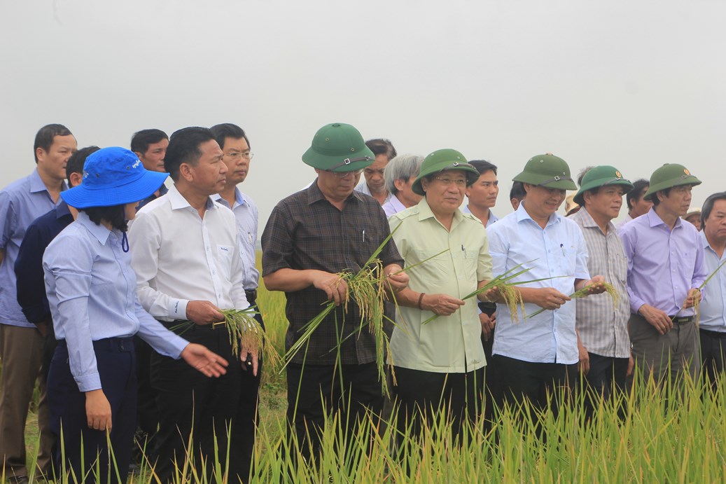 gạo sản xuất ra được doanh nghiệp và chính quyền địa phương xây dựng thương hiệu gạo hữu cơ Ong Biển trồng ở Quảng Trị 