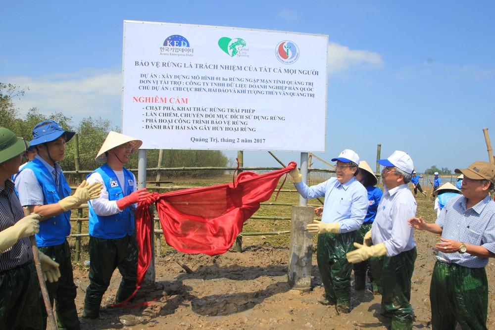 Tổ chức KOICA (Hàn Quốc) hỗ trợ trồng rừng ngập mặn tại xã Triệu Phước (Triệu Phong, Quảng Trị).