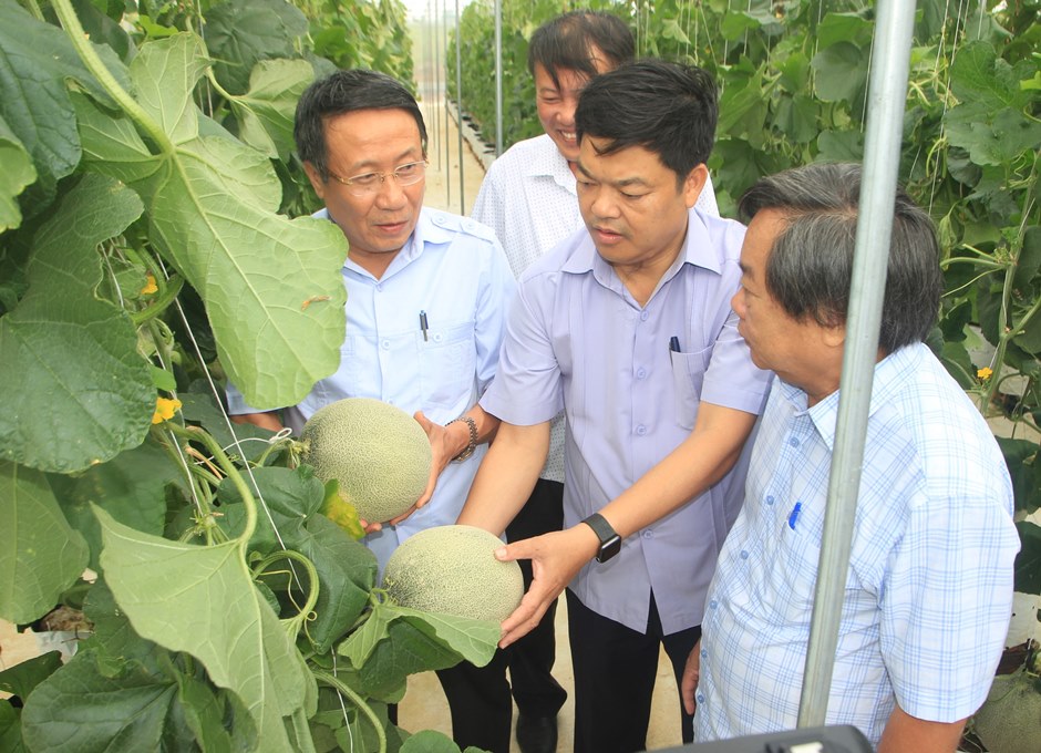 Qua 2 năm hợp tác phát triển sản xuất nông nghiệp công nghệ cao giữa UBND tỉnh Quảng Trị và Tập đoàn Sumitomo – Nhật Bản, Công ty Sumitomo Corporation Việt Nam đã trồng được 5 vụ dưa lưới tại xã Trung Giang huyện Gio Linh và TP. Đông Hà, sản lượng thu được gần 5 tấn quả.