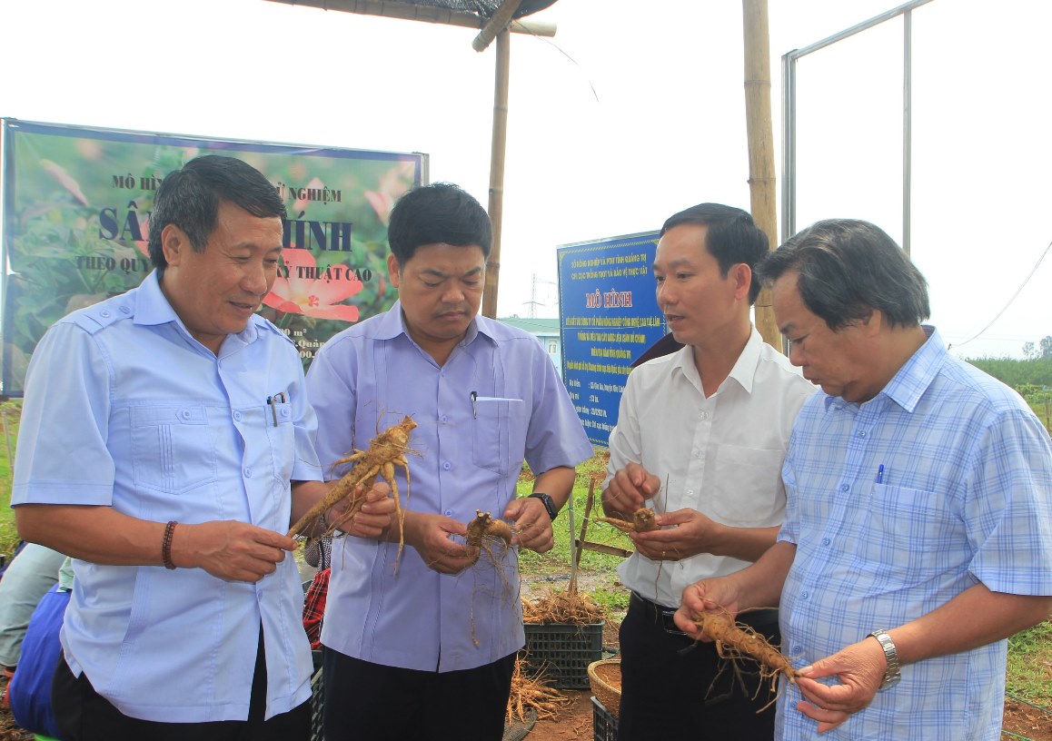 Mô hình trồng thử nghiệm Sâm Bố Chính được triển khai từ tháng 2/2019 trên diện tích 3 ha tại xã Gio An, huyện Gio Linh với số vốn 1,6 tỷ đồng