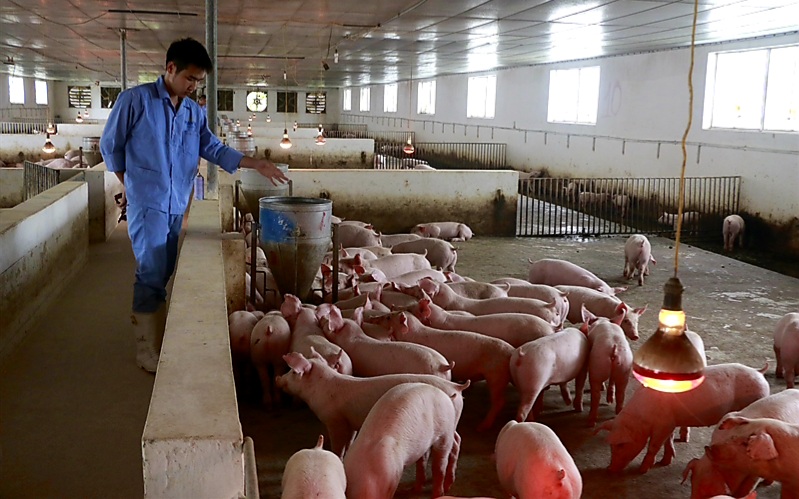 Một trại chăn nuôi lợn của Tập đoàn Mavin.