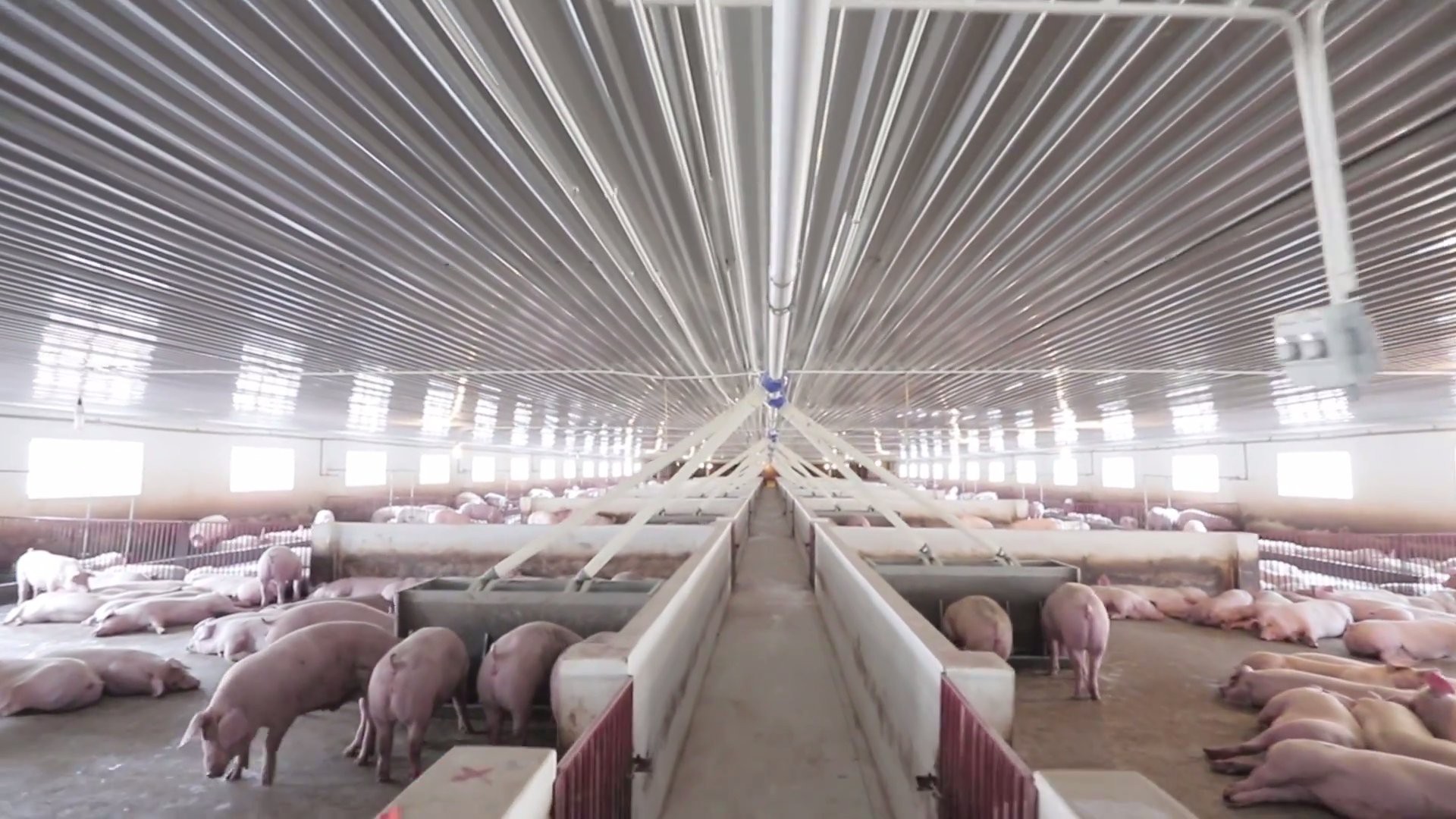 Cả nước có 20843 cơ sở trang trại chăn nuôi lợn  Hànộimới