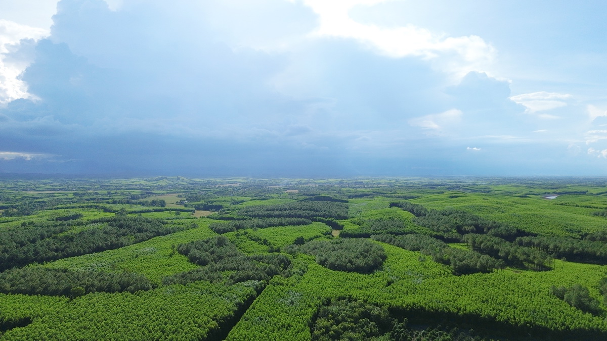 Việc đầu tư các tuyến đường lâm sinh sẽ góp phần quản lý rừng và phòng cháy chữa cháy, nâng cao giá trí sản phẩm gỗ trồng