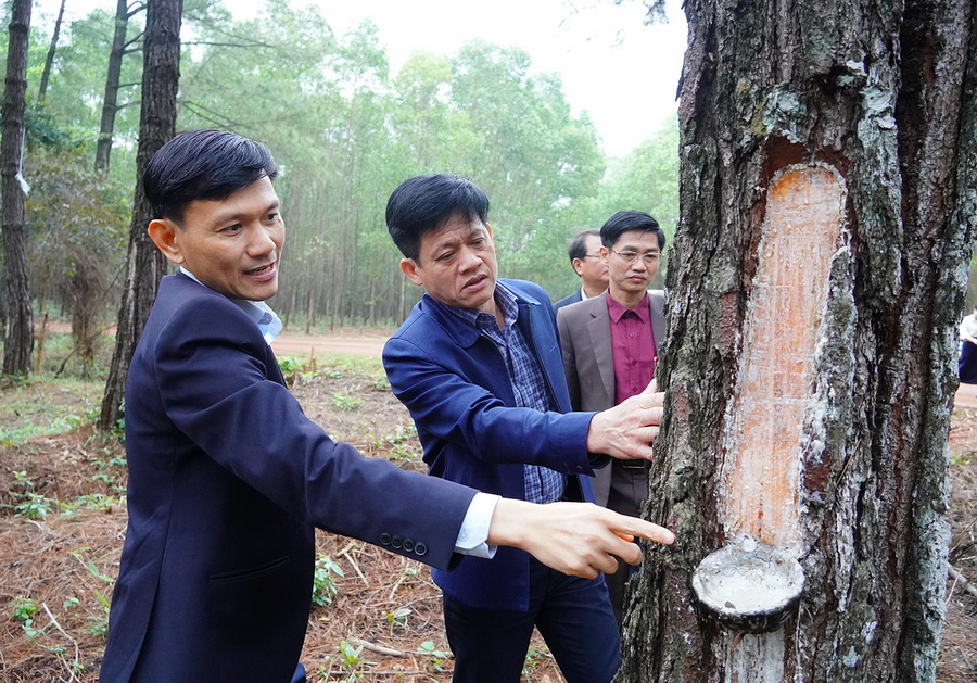 Phó Chủ tịch UBND tỉnh Lê Văn Bảo thăm khu vực rừng thông do Công ty TNHH MTV Lâm nghiệp Bến Hải quản lý. Ảnh: Trường Nhật