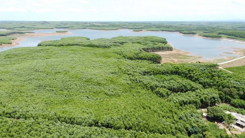 Khu vực x&atilde; T&acirc;n Mỹ tỉnh Quảng Trị sẽ được trồng rừng thay thế với diện t&iacute;ch 60 ha