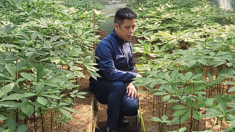 Vườn sâm Ngọc Linh