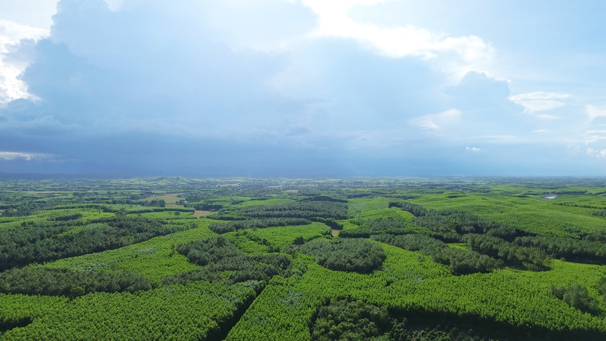 Quảng Trị là một trong những địa phương có độ che phủ rừng lớn nhất cả nước.