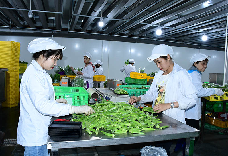 Công nhân Vinamit đóng gói rau hữu cơ sạch tại Nông trại Phú Giáo 