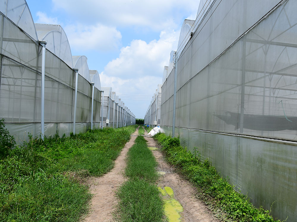 Vinamit đã đầu tư xây dựng 24 nhà kính trồng rau sạch, diện tích từ 3.000 – 6.000 m2/nhà lồng