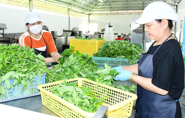 Công nhân nông trại Phú Giáo của Vinamit đóng gói rau củ sạch cung cấp các siêu thị lớn