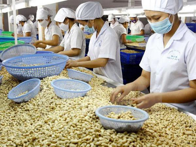 Xuất khẩu hạt điều Việt Nam đứng số 1 thế giới
