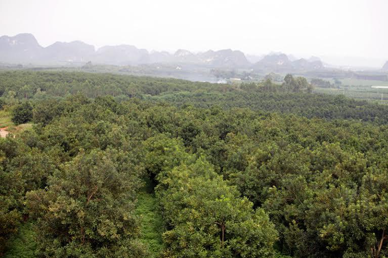 những cánh rừng bạt ngàn này đã chải qua bao hồ nghi và sự chối bỏ của người dân, tuy nhiên hiện nay với 60.600ha macca, Trung Quốc đang chiếm vị trí số một về diện tích cũng như cung cấp và tiêu thụ macca trên toàn thế giới