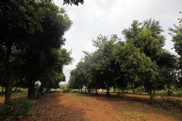 Tại những khu vườn thử nghiệm huyện Long Châu, hay Phù Thụy (Quảng Tây), những cây đã tới 30 năm tuổi buộc phải bị chặt bỏ, theo yêu cầu chọn lọc năng suất và chất lượng hạt.