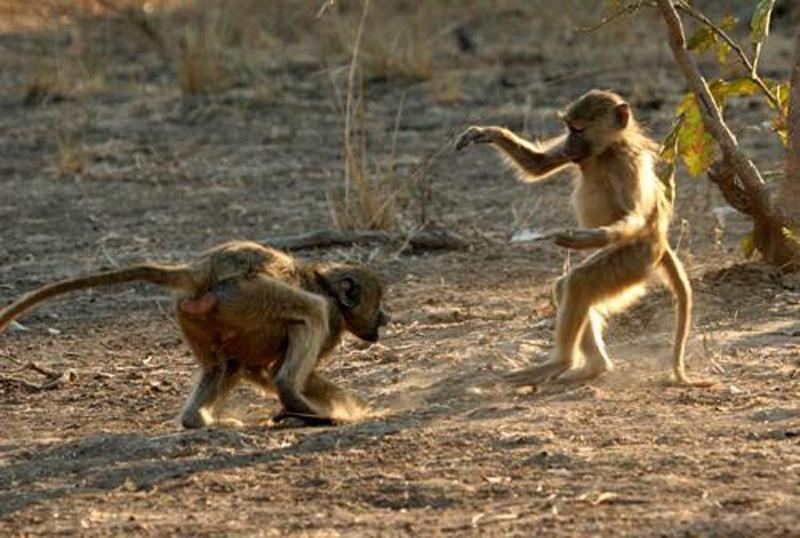 Loài khỉ trở thành hình tượng để các võ sư tạo ra môn võ Hầu quyền