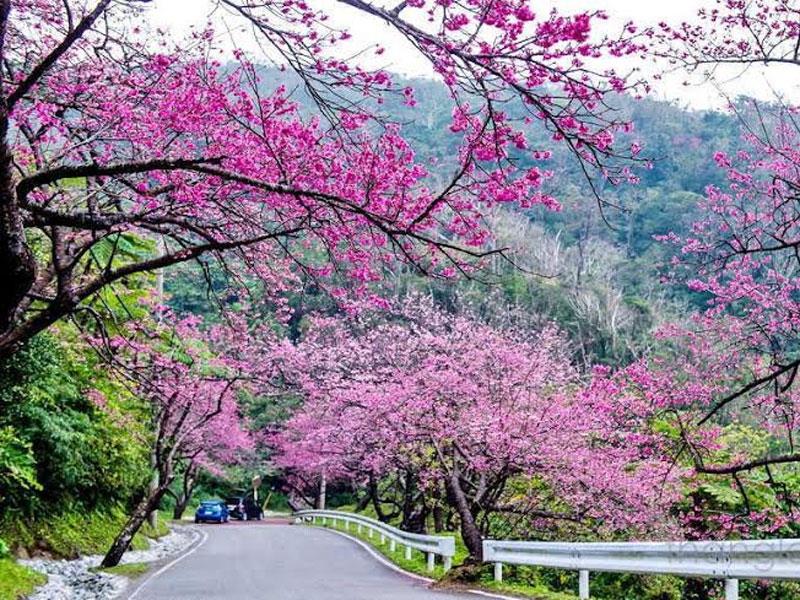 Đà Nẵng sẽ tiếp nhận thêm 500 cây hoa Anh đào từ Nhật Bản
