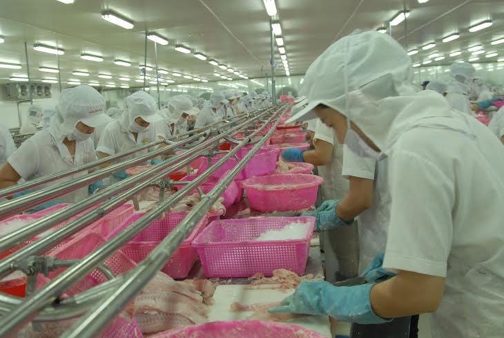 chế biến cá tra xuất khẩu tại Công ty TNHH TMDV Thuận An – An Giang.