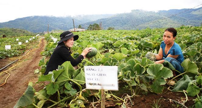 Nông nghiệp công nghệ cao sẽ là lời giải để đưa huyện Kon Plông thoát nghèo.