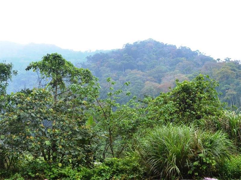 Kế hoạch  REDD+ được thực hiện bằng biện pháp tăng cường các biện pháp làm giàu rừng bằng các loài cây bản địa.