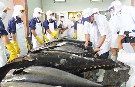  Cá ngừ là một trong những mặt hàng thủy sản của Phú Yên có giá trị xuất khẩu cao, được ưa chuộng tại nhiều thị trường trên thế giới.