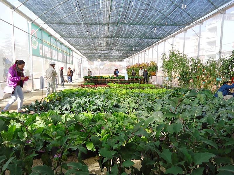 Nông nghiệp ứng dụng công nghệ cao gắn với chế biến là hướng đi mới của tỉnh Kon Tum.