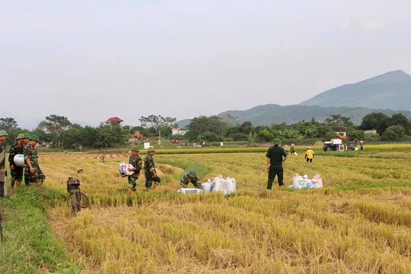 Lực lượng vũ trang đang giúp người dân TX Đông Triều thu hoạch lúa trong ngày 17.10. Ảnh: Thanh Tùng