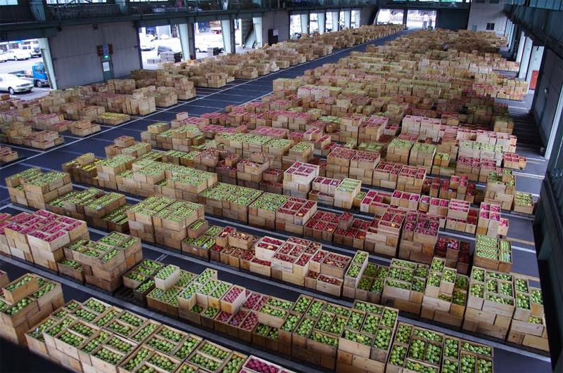 Táo Aomori Nhật Bản bắt đầu được bày bán tại chuỗi siêu thị Intimex, Big C, Unimart và các cửa hàng hoa quả cao cấp