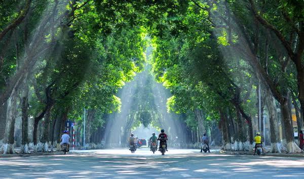 Nhiều con đường rợp bóng cây xanh giờ chỉ còn trong ký ức của người Hà Nội.
