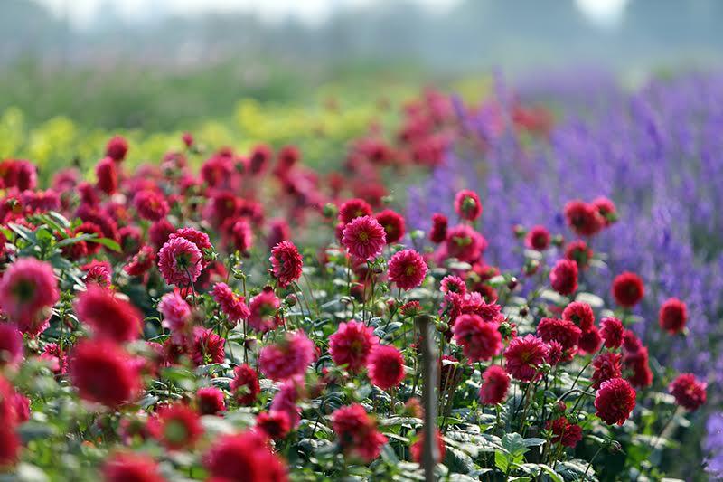 Những bông thược dược đỏ đang thi nhau bung nở trên cánh đồng hoa của xã Cổ Bi - Gia Lâm - Hà Nội.