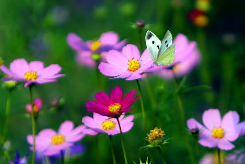 Không chỉ những sắc hoa làm nao lòng người xem, những cánh bướm xuân càng làm đậm thêm chút hồn quê.