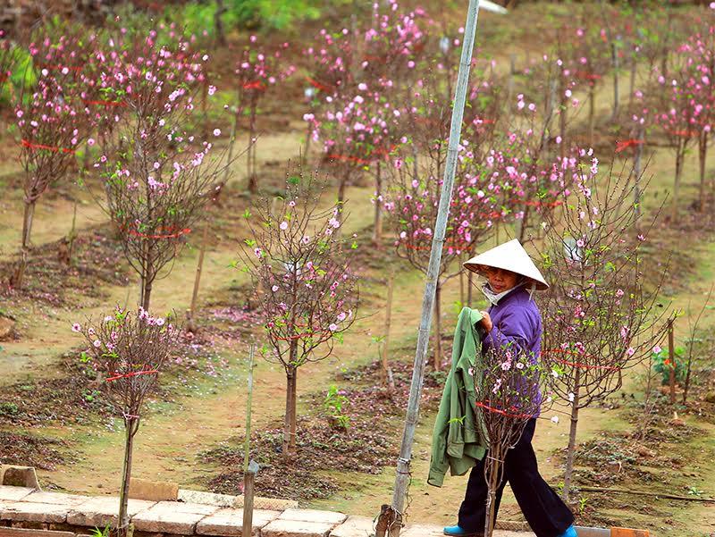 Nhưng do đặc tính của hoa đào có nhiều đợt nụ khác nhau, nên vẫn còn khá nhiều hoa cho Tết.