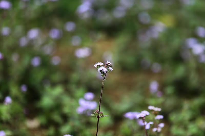 Không chỉ hoa mận hay đào, mà bất cứ loài hoa nào ở Mộc Châu đều có những vẻ đẹp hút hồn.