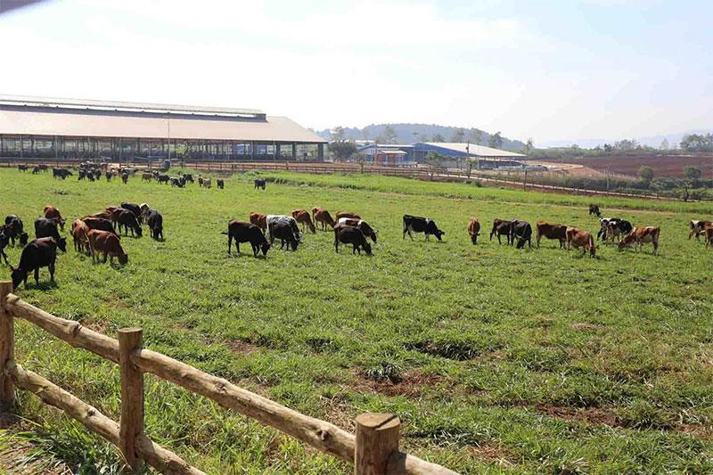 Tháng 3 vừa qua, tại Đà Lạt, tỉnh Lâm Đồng, Vinamilk cũng đã chính thức khánh thành trang trại bò sữa Organic tiêu chuẩn châu Âu đầu tiên tại Việt Nam có tổng vốn đầu tư hơn 200 tỷ đồng.