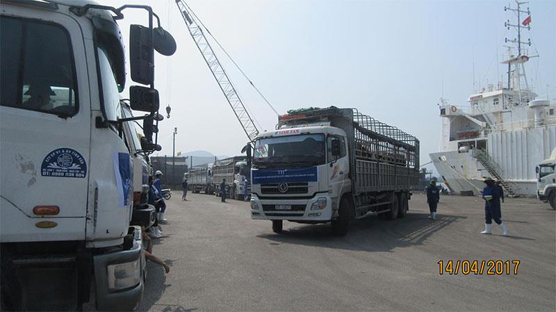 Ngày 14/4, tại cảng Cửa Lò (Nghệ An), tập đoàn TH tổ chức Lễ đón đàn bò sữa cao sản HF quy mô lớn đầu tiên tại Việt Nam nhập khẩu từ Mỹ.