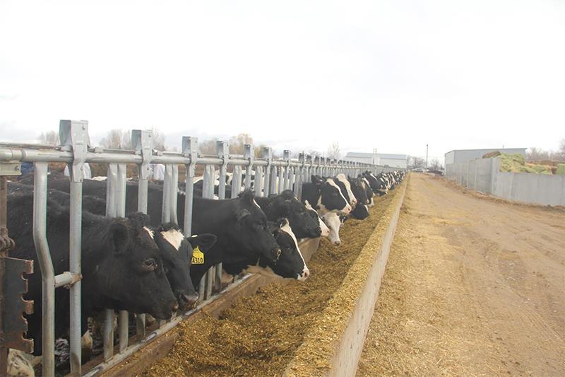 Các cô bò giống HF cao sản được các chuyên gia của Vinamilk lựa chọn kỹ càng và đưa về từ Mỹ