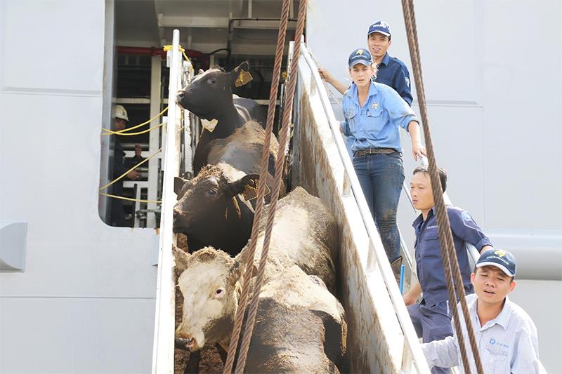 Các chuyên gia của Vinamilk và đối tác nước ngoài cùng phối hợp để vận chuyển đàn bò hơn 2.000 con từ Mỹ về Việt Nam.