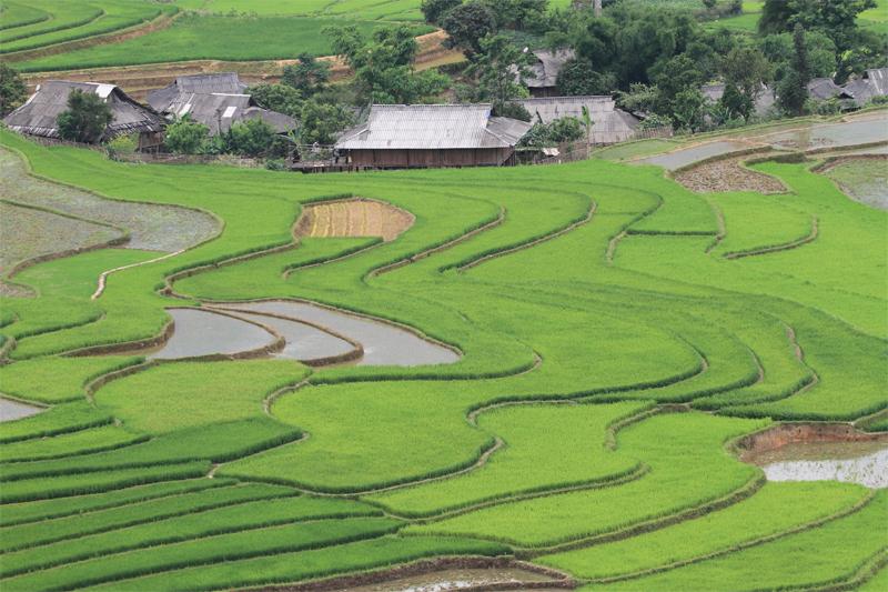 Màu xanh của mạ non, màu nâu đất hòa quyện với ánh mặt trời loang loáng trên những thửa ruộng bậc thang.