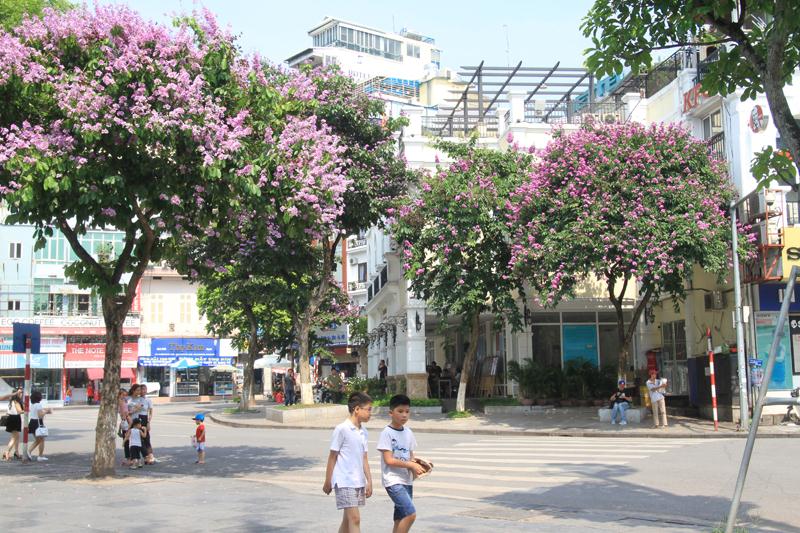 Cây bằng lăng cho bóng mát và cho hoa đẹp nên được trồng nhiều trên các con phố Hà Nội.