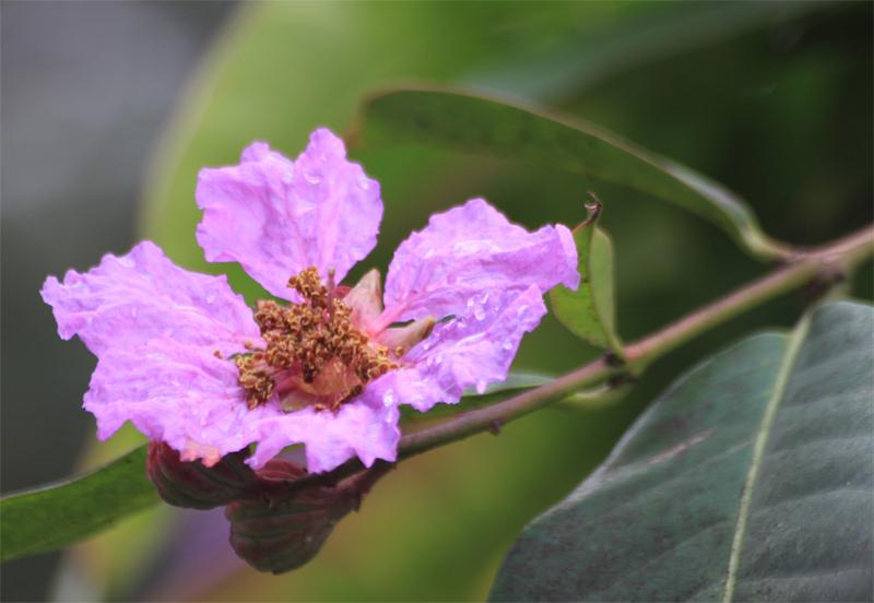 Ít ai biết bằng lăng là giống hoa được mang từ Ấn Độ về trồng. Hoa bằng lăng có sáu cánh, mỗi cánh dài chừng 3cm và có các màu từ tím đến hồng đậm hồng nhạt.