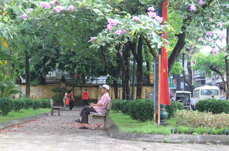 Cây cho bóng mát nên được trồng nhiều ở vườn hoa công viên. Cụ già ngồi nghỉ ngơi trong vòm cây râm mát sau giờ thể dục buổi sáng.