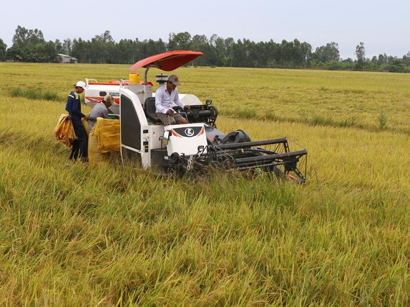 Lúa là sản phẩm nông nghiệp chủ lực của vùng đồng bằng sông Cửu Long. Ảnh: Duy Khương