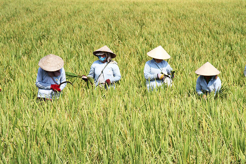 Lộc Trời hiện liên kết sản xuất lúa giống trên 10.000 ha cùng nông dân một số tỉnh ĐBSCL