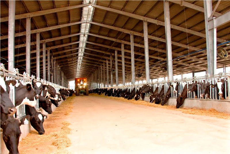 Chăn nuôi và sản xuất sữa là một trong những chủ đề chính của Agritech 2018.