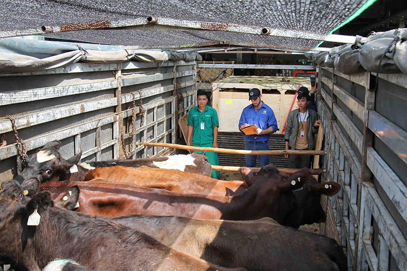 Chuyên gia giám sát từ Úc kiểm tra và hoàn tất các thủ tục giao bò.