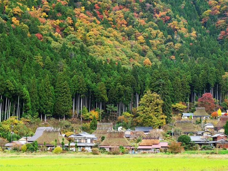 Những ngôi nhà mái tranh Kayabuki dưới chân núi Yamamura Kyoto được bình chọn là khu vực bảo tồn quần thể vật truyền thống quan trọng của Quốc Gia.