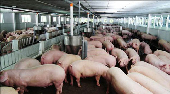 Lập dự án đầu tư trang trại chăn nuôi lợn gà quy mô công nghiệp