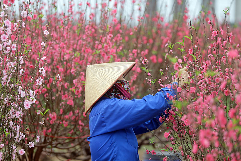 Khu vực vườn đào Nhật Tân, các thửa vườn trồng đào bung nở do nắng nóng những ngày trước. Dân trồng đào hối hả tỉa hoa để giữ nụ cho những ngày Tết