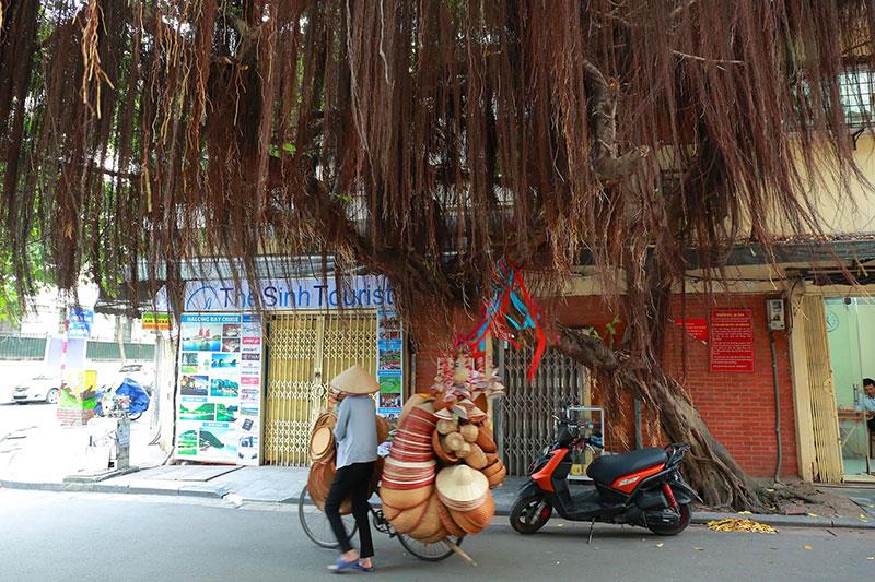 Rễ của một thân cây cổ thụ tại ngõ Bảo Khánh.