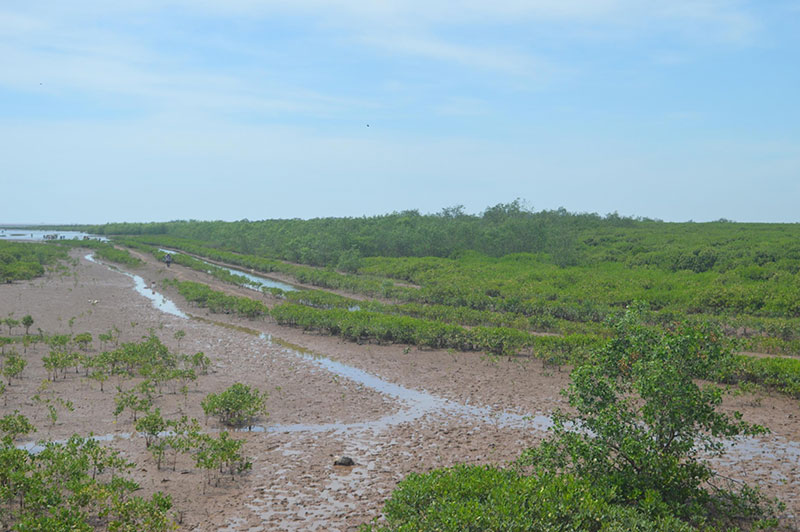 Bát ngát Khu Bảo tồn thiên nhiên đất ngập nước Thái Thụy.