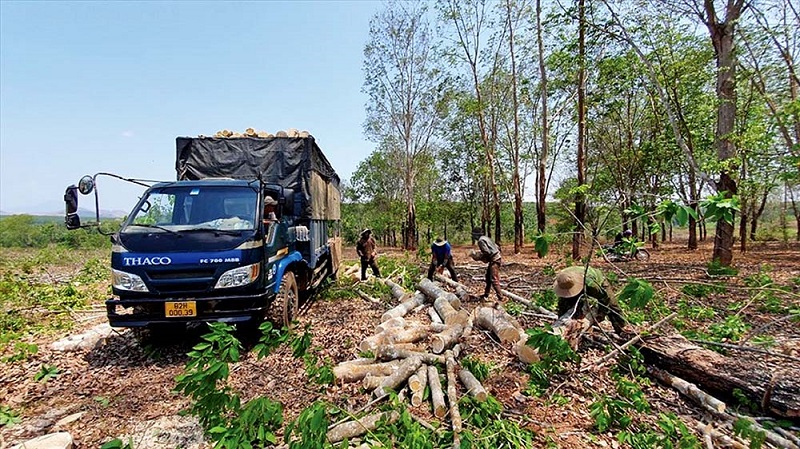 Khai thác cao su thanh lý tại tỉnh Kon Tum. Ảnh: T.T